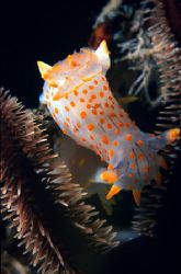 Quadrilineata nudi branch. Picture taken in Norway 2004. by Kristian Soltesz 